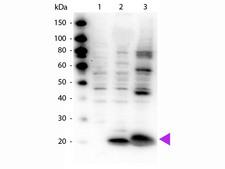 Myosin Antibody - Western Blot of rabbit Anti-Myosin pS19/pS20 antibody. Lane 1: HeLa whole cell lysate. Lane 2: HeLa whole cell lysate + smooth muscle recombinant phospho protein. Lane 3: HeLa whole cell lysate + regulatory light chain recombinant phospho protein. Load: 10 ug of whole cell lysate + 1.0 ug of recombinant protein. Primary antibody: Mysoin pS19/pS20 antibody at 1.0 ug/mL overnight at 4°C. Secondary antibody: Peroxidase rabbit secondary antibody at 1:40,000 for 30 min at RT. Blocking: MB-070 for 30 min at RT. Predicted/Observed size: 20 kDa, 20 kDa for RLC.