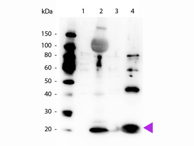 Myosin Antibody - Western Blot of rabbit Anti-Myosin pS19/pS20 antibody. Lane 1: Smooth muscle recombinant non-phospho protein. Lane 2: Smooth muscle recombinant phospho protein. Lane 3: Regulatory light chain recombinant non-phospho protein. Lane 4: Regulatory light chain recombinant phospho protein. Load: 1.0 ug of recombinant non-phospho protein, 5.0 ug of recombinant phospho protein. Primary antibody: Mysoin pS19/pS20 antibody at 1.0 ug/mL overnight at 4°C. Secondary antibody: Peroxidase rabbit secondary antibody at 1:40,000 for 30 min at RT. Blocking: MB-070 for 30 min at RT. Predicted/Observed size: 20 kDa, 20 kDa for RLC.