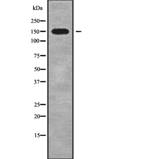 Myosin VI / MYO6 Antibody - Western blot analysis of MYO6 using HeLa whole cells lysates
