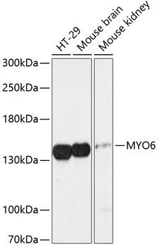 Myosin VI / MYO6 Antibody - Western blot analysis of extracts of various cell lines using MYO6 Polyclonal Antibody at dilution of 1:3000.