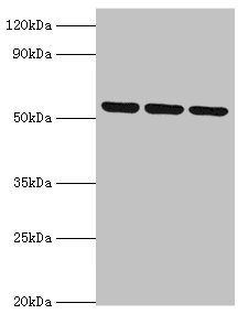 MYOT / Myotilin Antibody - Western blot All lanes: MYOT antibody at 2µg/ml Lane 1: 293T whole cell lysate Lane 2: HepG2 whole cell lysate Lane 3: Mouse skeletal muscle tissue Secondary Goat polyclonal to rabbit IgG at 1/10000 dilution Predicted band size: 56, 36 kDa Observed band size: 56 kDa