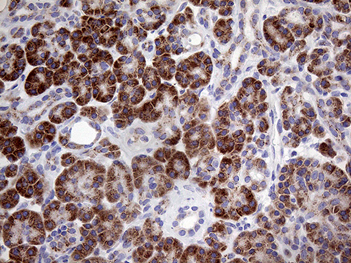 MYOT / Myotilin Antibody - Immunohistochemical staining of paraffin-embedded Human pancreas tissue within the normal limits using anti-MYOT mouse monoclonal antibody. (Heat-induced epitope retrieval by 1mM EDTA in 10mM Tris buffer. (pH8.5) at 120°C for 3 min. (1:1000)