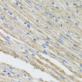 MYOT / Myotilin Antibody - Immunohistochemistry of paraffin-embedded mouse heart tissue.