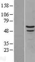 MYOT / Myotilin Protein - Western validation with an anti-DDK antibody * L: Control HEK293 lysate R: Over-expression lysate