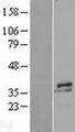 MYOZ2 / CS-1 Protein - Western validation with an anti-DDK antibody * L: Control HEK293 lysate R: Over-expression lysate