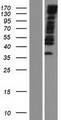 MYPN Protein - Western validation with an anti-DDK antibody * L: Control HEK293 lysate R: Over-expression lysate