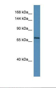 MYRIP Antibody - Western blot of Human U937 . MYRIP antibody dilution 1.0 ug/ml.  This image was taken for the unconjugated form of this product. Other forms have not been tested.