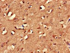 MYRIP Antibody - Immunohistochemistry of paraffin-embedded human brain tissue at dilution of 1:100