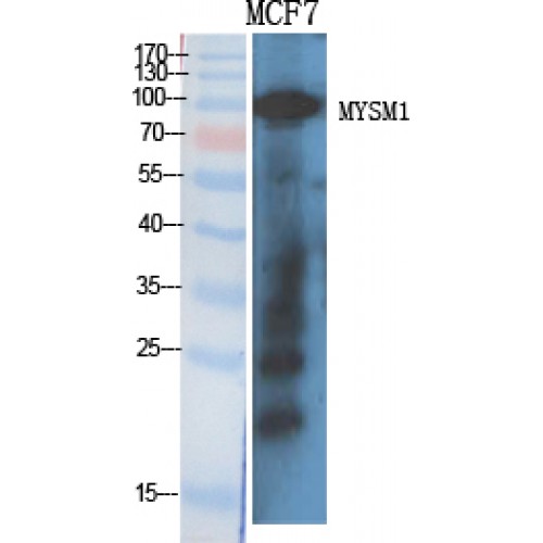 MYSM1 Antibody - Western blot of MYSM1 antibody