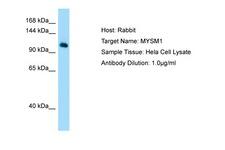 MYSM1 Antibody -  This image was taken for the unconjugated form of this product. Other forms have not been tested.