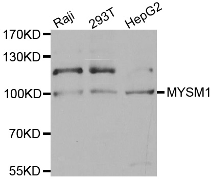 MYSM1 Antibody - Western blot analysis of extracts of various cell lines.
