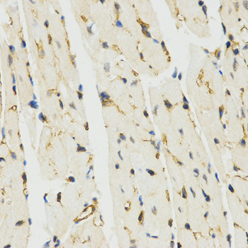 MYSM1 Antibody - Immunohistochemistry of paraffin-embedded mouse heart tissue.