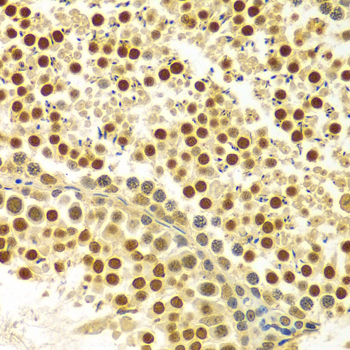 MYSM1 Antibody - Immunohistochemistry of paraffin-embedded Rat testis.