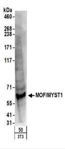 MYST1 Antibody - Detection of Mouse MOF/MYST1 by Western Blot. Samples: Whole cell lysate (50 ug) from NIH3T3 cells. Antibodies: Affinity purified rabbit anti-MOF/MYST1 antibody used for WB at 0.4 ug/ml. Detection: Chemiluminescence with an exposure time of 3 minutes.