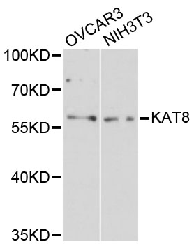 MYST1 Antibody - Western blot analysis of extracts of various cell lines.