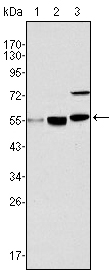 MYST1 Antibody - Western blot using MYST1 mouse monoclonal antibody against HeLa (1), HepG2 (2) and SMMC-7721 (3) cell lysate.