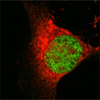 MYST1 Antibody - Confocal immunofluorescence of Eca 109 cells using MOF/MYST1 mouse monoclonal antibody (green), showing nuclear localization.