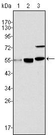 MYST1 Antibody - MYST1 Antibody in Western Blot (WB)