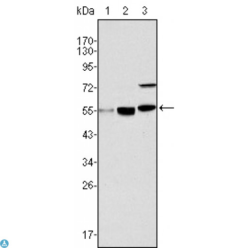 MYST1 Antibody - Western Blot (WB) analysis using MOF Monoclonal Antibody against HeLa (1), HepG2 (2) and SMMC-7721 (3) cell lysate.