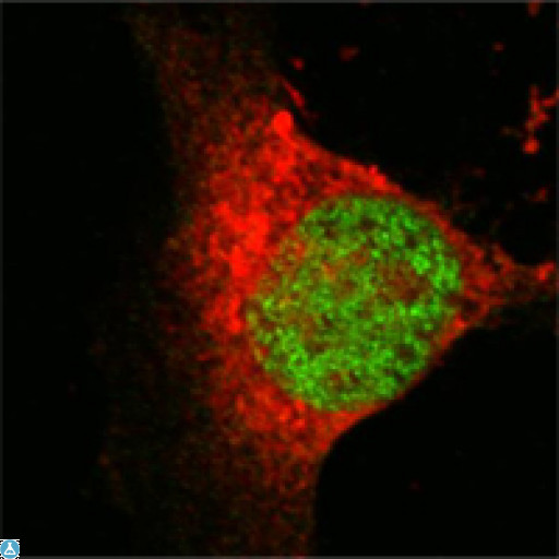 MYST1 Antibody - Confocal Immunofluorescence (IF) analysis of Eca 109 cells using MOF Monoclonal Antibody (green), showing nuclear localization.