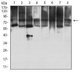 MYST2 / HBO1 Antibody - Western blot analysis using KAT7 mouse mAb against MOLT4 (1), COS7 (2), F9 (3), HepG2 (4), PC-2 (5), U251 (6), MCF-7 (7), and NIH/3T3 (8) cell lysate.