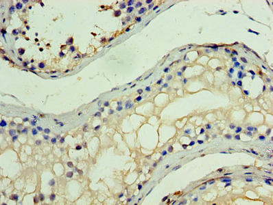 MYST2 / HBO1 Antibody - Immunohistochemistry of paraffin-embedded human testis tissue using KAT7 Antibody at dilution of 1:100