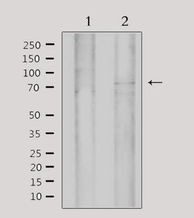MYST2 / HBO1 Antibody - Western blot analysis of extracts of 293 cells using MYST2 antibody.
