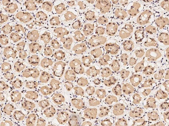 MYST2 / HBO1 Antibody - Immunochemical staining of human KAT7 in human stomach with rabbit polyclonal antibody at 1:200 dilution, formalin-fixed paraffin embedded sections.