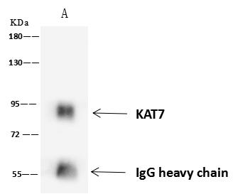 MYST2 / HBO1 Antibody - KAT7 was immunoprecipitated using: Lane A: 0.5 mg Jurkat Whole Cell Lysate. 4 uL anti-KAT7 rabbit polyclonal antibody and 60 ug of Immunomagnetic beads Protein A/G. Primary antibody: Anti-KAT7 rabbit polyclonal antibody, at 1:100 dilution. Secondary antibody: Goat Anti-Rabbit IgG (H+L)/HRP at 1/10000 dilution. Developed using the ECL technique. Performed under reducing conditions. Predicted band size: 71 kDa. Observed band size: 90 kDa.