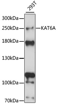 MYST3 / MOZ Antibody - Western blot analysis of extracts of 293T cells, using KAT6A antibody at 1:1000 dilution. The secondary antibody used was an HRP Goat Anti-Rabbit IgG (H+L) at 1:10000 dilution. Lysates were loaded 25ug per lane and 3% nonfat dry milk in TBST was used for blocking. An ECL Kit was used for detection and the exposure time was 10s.