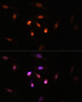 MYST3 / MOZ Antibody - Immunofluorescence analysis of U2OS cells using KAT6A Polyclonal Antibody at dilution of 1:100.Blue: DAPI for nuclear staining.