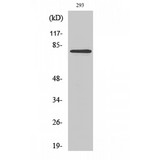 MZF / MZF1 Antibody - Western blot of MZF-1 antibody