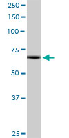 MZF / MZF1 Antibody - MZF1 monoclonal antibody (M04), clone 1F7. Western Blot analysis of MZF1 expression in HeLa NE.