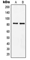 MZF / MZF1 Antibody - Western blot analysis of MZF1 expression in Raji (A); HeLa (B) whole cell lysates.