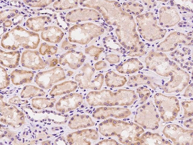 MZT1 Antibody - Immunochemical staining of human MZT1 in human kidney with rabbit polyclonal antibody at 1:100 dilution, formalin-fixed paraffin embedded sections.