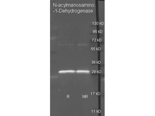 N-Acylmannosamine-1-Dehydrogenase Antibody - Goat anti N-acylmanosamino-1-Dehydrogenase antibody was used to detect purified N-acylmanosamino-1-Dehydrogenase under reducing (R) and non-reducing (NR) conditions. Reduced samples of purified target proteins contained 4% BME and were boiled for 5 minutes. Samples of ~1ug of protein per lane were run by SDS-PAGE. Protein was transferred to nitrocellulose and probed with 1:3000 dilution of primary antibody. Detection shown was using Dylight 488 conjugated Donkey anti goat. Images were collected using the BioRad VersaDoc System.