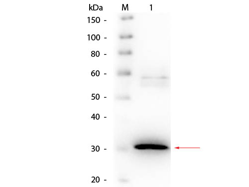 N-Acylmannosamine-1-Dehydrogenase Antibody - Western Blot of Goat anti-N-Acylmannoseamide 1-Dehydrogenase Antibody Biotin Conjugated. Lane 1: N-Acylmannoseamide 1-Dehydrogenase. Load: 50 ng per lane. Primary antibody: Goat anti-N-Acylmannoseamide 1-Dehydrogenase Antibody Biotin Conjugated 1:1,000 overnight at 4°C. Secondary antibody: HRP Streptavidin secondary antibody at 1:40,000 for 30 min at RT. Block: MB-070 for 30 min at RT. Predicted/Observed size: 27.5 kDa, observed at 30 kDa for N-Acylmannoseamide 1-Dehydrogenase.