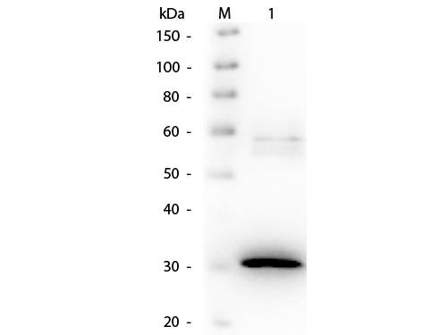 N-Acylmannosamine-1-Dehydrogenase Antibody - Western Blot of Goat anti-N-Acylmannoseamide 1-Dehydrogenase Antibody Biotin Conjugated. Lane 1: N-Acylmannoseamide 1-Dehydrogenase. Load: 50 ng per lane. Primary antibody: Goat anti-N-Acylmannoseamide 1-Dehydrogenase Antibody Biotin Conjugated 1:1,000 overnight at 4°C. Secondary antibody: HRP Streptavidin secondary antibody at 1:40,000 for 30 min at RT.