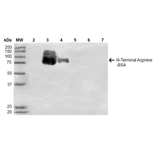 N-terminal Arginine Antibody - Western Blot analysis of N-terminal Arginine-BSA showing detection of 67 kDa N-terminal Arginylation protein using Mouse Anti-N-terminal Arginylation Monoclonal Antibody, Clone 11G1. Lane 1: Molecular Weight Ladder (MW). Lane 2: BSA. Lane 3: RDHKH-BSA. Lane 4: REHKH-BSA. Lane 5: HKH-BSA. Lane 6: HKERD-BSA. Lane 7: HKRRE-BSA. Load: 0.5 µg. Block: 5% Skim Milk in 1X TBST. Primary Antibody: Mouse Anti-N-terminal Arginylation Monoclonal Antibody at 1:1000 for 60 min at RT. Secondary Antibody: Goat Anti-Mouse IgG: HRP at 1:2000 for 2 hour at RT. Color Development: ECL solution (Super Signal West Pico) for 5 min in RT. Predicted/Observed Size: 67 kDa. Other Band(s): 75kDa RDHKH-BSA, and REHKH-BSA.