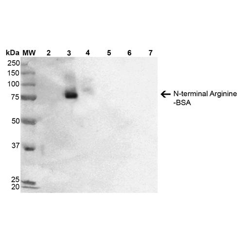 N-terminal Arginine Antibody - Western Blot analysis of N-terminal Arginine-BSA showing detection of 67 kDa N-terminal Arginylation protein using Mouse Anti-N-terminal Arginylation Monoclonal Antibody, Clone 2A4. Lane 1: Molecular Weight Ladder (MW). Lane 2: BSA. Lane 3: RDHKH-BSA. Lane 4: REHKH-BSA. Lane 5: HKH-BSA. Lane 6: HKERD-BSA. Lane 7: HKRRE-BSA. Load: 0.5 µg. Block: 5% Skim Milk in 1X TBST. Primary Antibody: Mouse Anti-N-terminal Arginylation Monoclonal Antibody at 1:1000 for 60 min at RT. Secondary Antibody: Goat Anti-Mouse IgG: HRP at 1:2000 for 60 min at RT. Color Development: ECL solution (Super Signal West Pico) for 5 min in RT. Predicted/Observed Size: 67 kDa. Other Band(s): 75kDa RDHKH-BSA and REHKH-BSA.