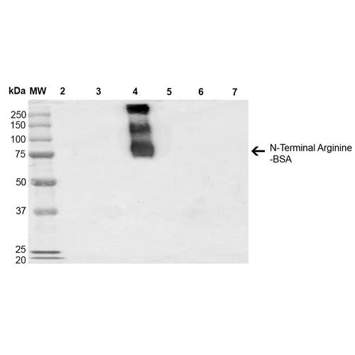 N-terminal Arginine Antibody - Western Blot analysis of N-terminal Arginine-BSA showing detection of 67 kDa N-terminal Arginylation protein using Mouse Anti-N-terminal Arginylation Monoclonal Antibody, Clone 4A9. Lane 1: Molecular Weight Ladder (MW). Lane 2: BSA. Lane 3: RDHKH-BSA. Lane 4: REHKH-BSA. Lane 5: HKH-BSA. Lane 6: HKERD-BSA. Lane 7: HKRRE-BSA. Load: 0.5 µg. Block: 5% Skim Milk in 1X TBST. Primary Antibody: Mouse Anti-N-terminal Arginylation Monoclonal Antibody at 1:1000 for 60 min at RT. Secondary Antibody: Goat Anti-Mouse IgG: HRP at 1:2000 for 60 min at RT. Color Development: ECL solution (Super Signal West Pico) for 5 min in RT. Predicted/Observed Size: 67 kDa. Other Band(s): 250kDa, 150kDa, 75kDa REHKH-BSA.