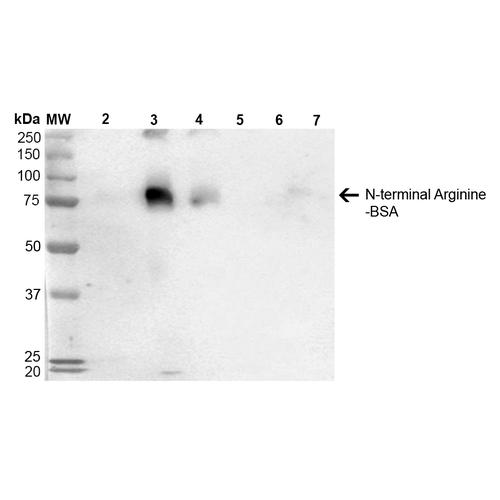 N-terminal Arginine Antibody - Western Blot analysis of N-terminal Arginine-BSA showing detection of 67 kDa N-terminal Arginylation protein using Mouse Anti-N-terminal Arginylation Monoclonal Antibody, Clone 4D12. Lane 1: Molecular Weight Ladder (MW). Lane 2: BSA. Lane 3: RDHKH-BSA. Lane 4: REHKH-BSA. Lane 5: HKH-BSA. Lane 6: HKERD-BSA. Lane 7: HKRRE-BSA. Load: 0.5 µg. Block: 5% Skim Milk in 1X TBST. Primary Antibody: Mouse Anti-N-terminal Arginylation Monoclonal Antibody at 1:1000 for 60 min at RT. Secondary Antibody: Goat Anti-Mouse IgG: HRP at 1:2000 for 2 hour at RT. Color Development: ECL solution (Super Signal West Pico) for 5 min in RT. Predicted/Observed Size: 67 kDa. Other Band(s): 250kDa, 75kDa, 20kDa RDHKH-BSA; 250kDa, 75kDa REHKH-BSA.