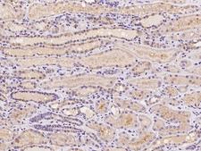 N4BP2 Antibody - Immunochemical staining of human N4BP2 in human kidney with rabbit polyclonal antibody at 1:100 dilution, formalin-fixed paraffin embedded sections.