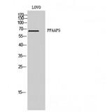 N4BP2L2 Antibody - Western blot of PFAAP5 antibody