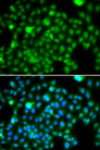 N6AMT1 Antibody - Immunofluorescence analysis of A549 cell using N6AMT1 antibody. Blue: DAPI for nuclear staining.