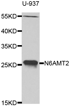 N6AMT2 Antibody - Western blot analysis of extracts of U-937 cells.