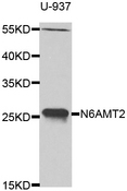 N6AMT2 Antibody - Western blot analysis of extracts of U-937 cells.