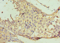 NAA10 / ARD1A Antibody - Immunohistochemistry of paraffin-embedded human testicle using antibody at 1:100 dilution.