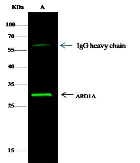 NAA10 / ARD1A Antibody - ARD1A was immunoprecipitated using: Lane A: 0.5 mg Hela Whole Cell Lysate. 0.5 uL anti-ARD1A mouse monoclonal antibody and 15 ul of 50% Protein G agarose. Primary antibody: Anti-ARD1A mouse monoclonal antibody, at 1:500 dilution. Secondary antibody: Dylight 800-labeled antibody to Mouse IgG (H+L), at 1:7500 dilution. Developed using the odssey technique. Performed under reducing conditions. Predicted band size: 33 kDa. Observed band size: 26 kDa.