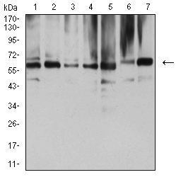 NAA10 / ARD1A Antibody - Western blot analysis using NAA10 mouse mAb against COS7 (1), HEK293 (2), HL-60 (3), MCF-7 (4), Hela (5), NIH/3T3 (6), and C2C12 (7) cell lysate.